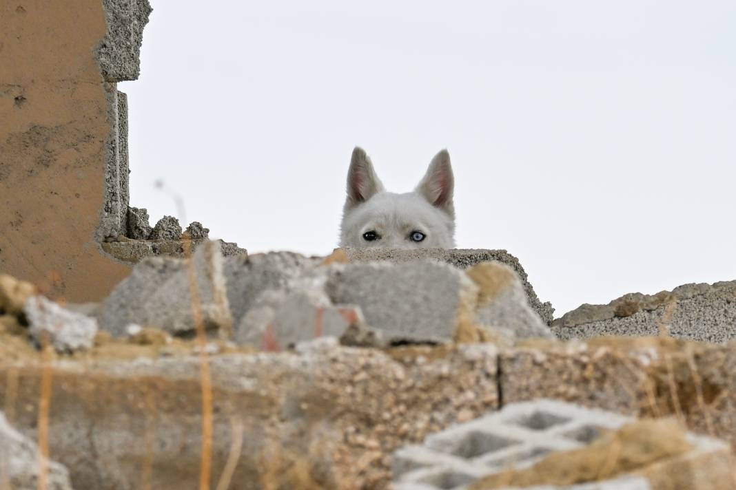 Van Kedisi Gibi Ama Kedi Değil! Gördüğünüz Bu Güzellik Karşısında Hayranlığınızı Gizleyemeyeceksiniz 8