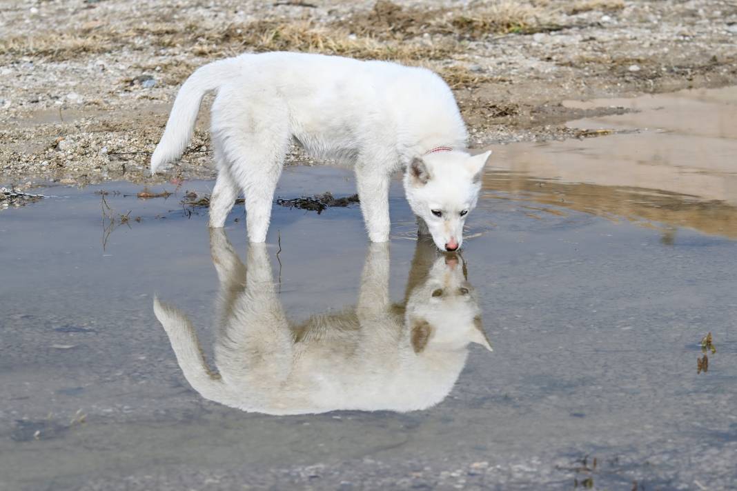 Van Kedisi Gibi Ama Kedi Değil! Gördüğünüz Bu Güzellik Karşısında Hayranlığınızı Gizleyemeyeceksiniz 6