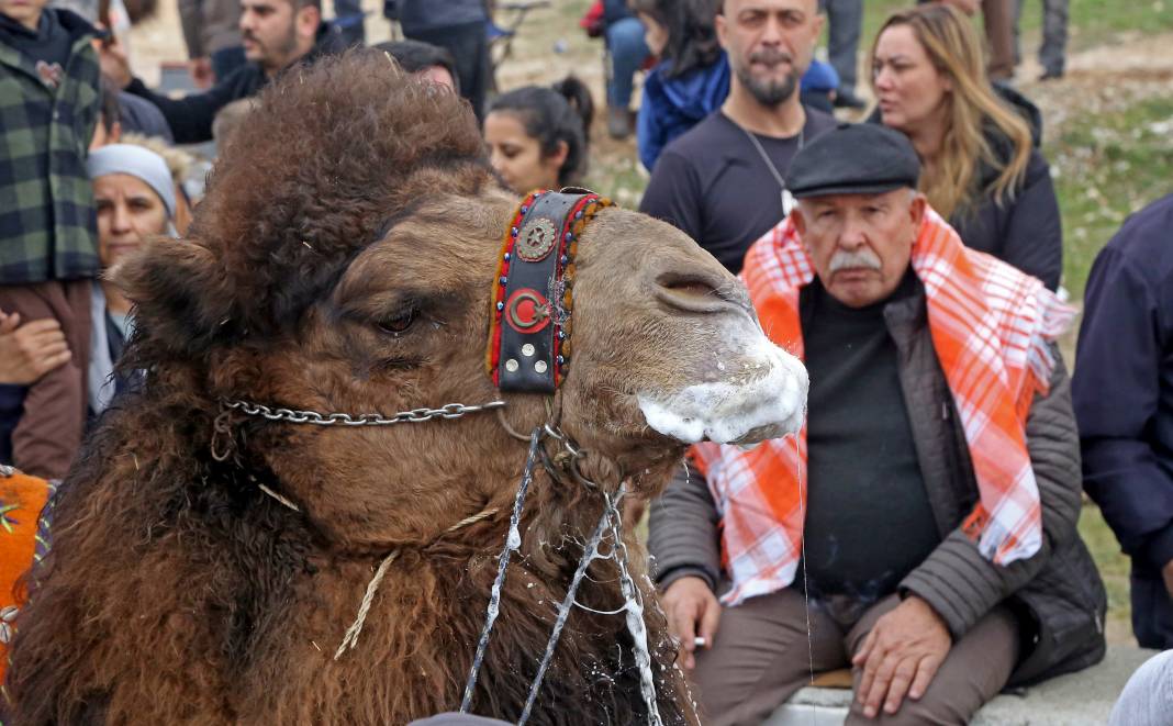 Deve Güreşleri Tam Gaz Devam Ediyor 9