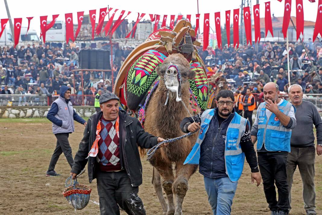 Deve Güreşleri Tam Gaz Devam Ediyor 5