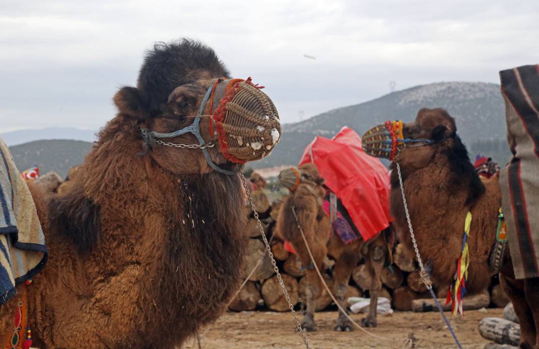 Deve Güreşleri Tam Gaz Devam Ediyor 8