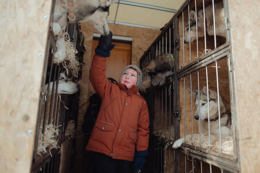 Slovakya'da 2. Uluslararası Köpek Kızağı Yarışması Başladı 37