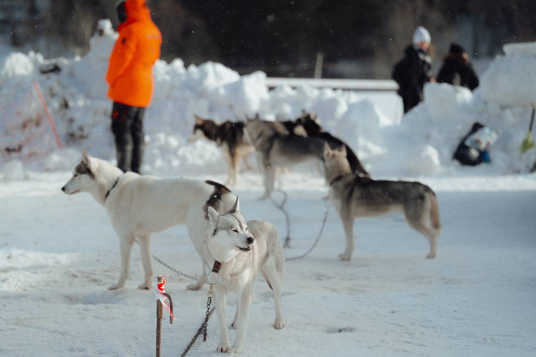 Slovakya'da 2. Uluslararası Köpek Kızağı Yarışması Başladı 33