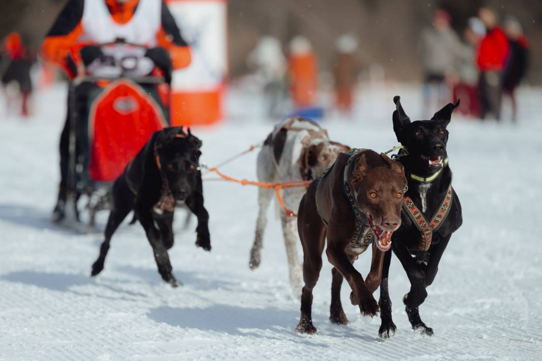Slovakya'da 2. Uluslararası Köpek Kızağı Yarışması Başladı 31
