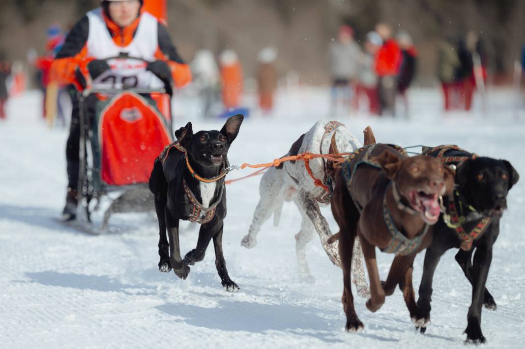 Slovakya'da 2. Uluslararası Köpek Kızağı Yarışması Başladı 34
