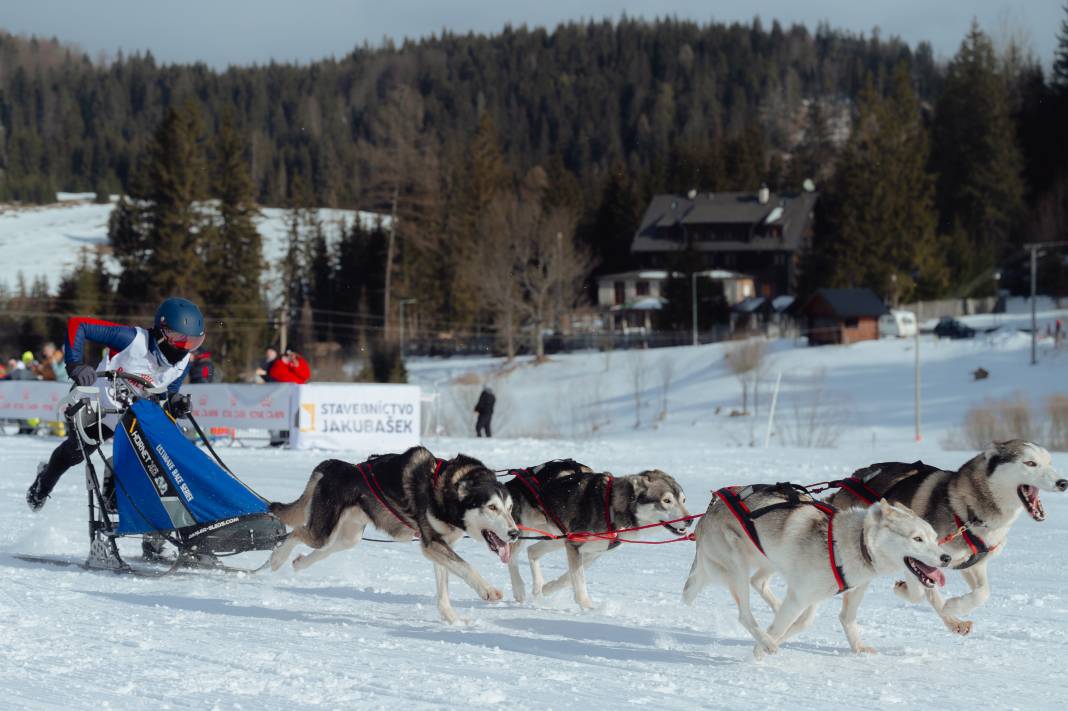 Slovakya'da 2. Uluslararası Köpek Kızağı Yarışması Başladı 30