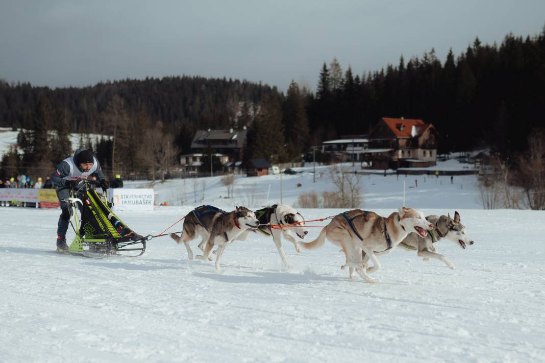 Slovakya'da 2. Uluslararası Köpek Kızağı Yarışması Başladı 29