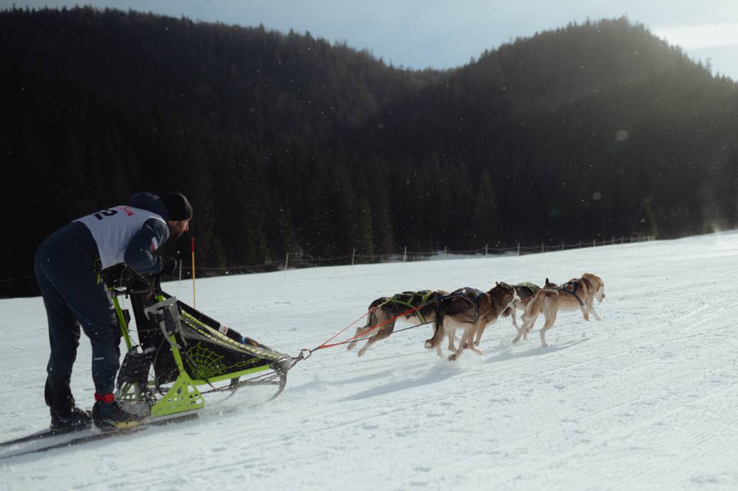 Slovakya'da 2. Uluslararası Köpek Kızağı Yarışması Başladı 28
