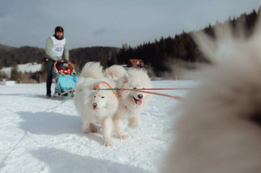 Slovakya'da 2. Uluslararası Köpek Kızağı Yarışması Başladı 25