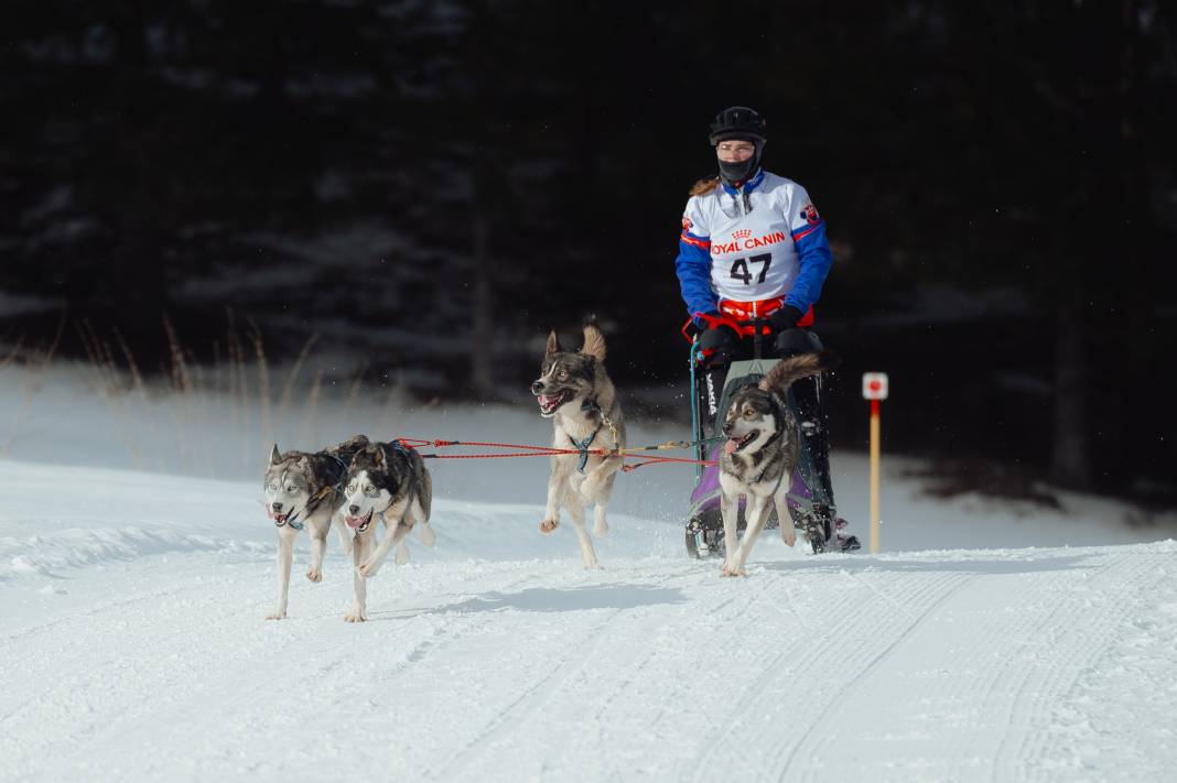 Slovakya'da 2. Uluslararası Köpek Kızağı Yarışması Başladı 26