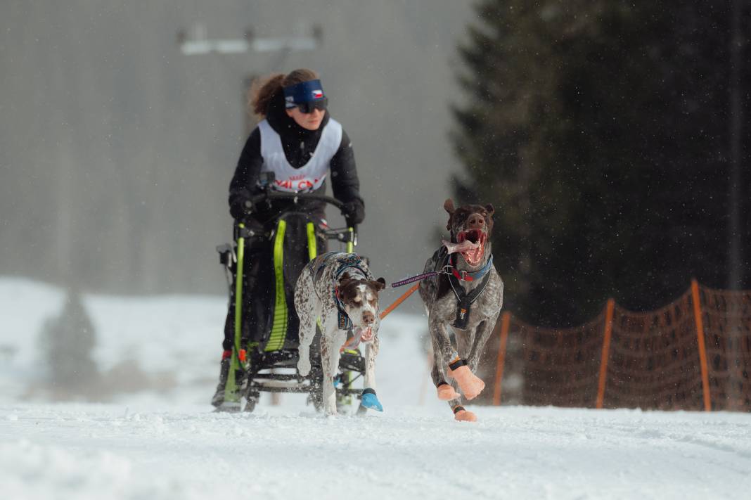 Slovakya'da 2. Uluslararası Köpek Kızağı Yarışması Başladı 27