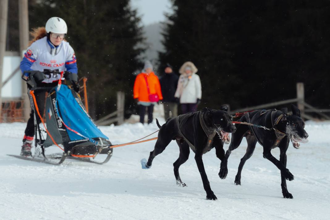 Slovakya'da 2. Uluslararası Köpek Kızağı Yarışması Başladı 23