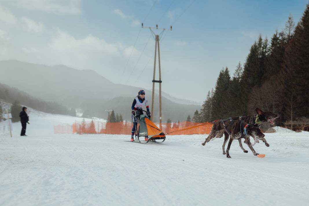 Slovakya'da 2. Uluslararası Köpek Kızağı Yarışması Başladı 22