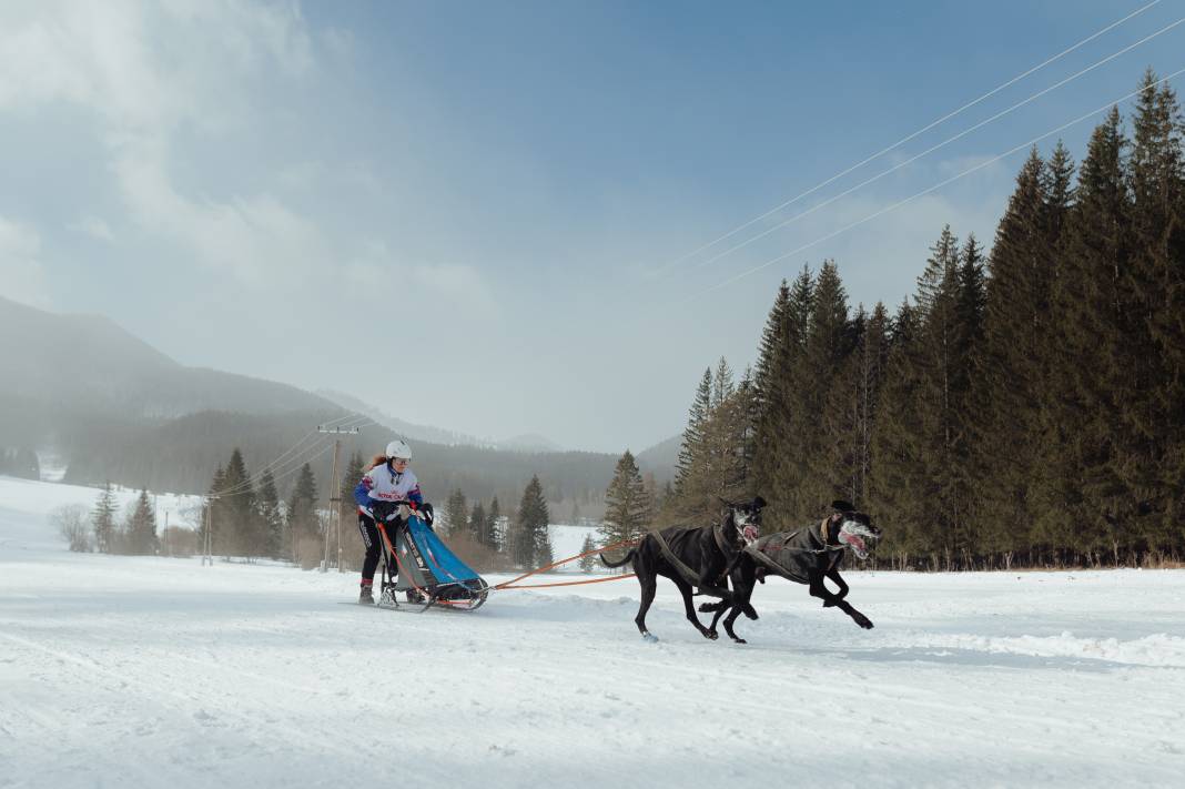 Slovakya'da 2. Uluslararası Köpek Kızağı Yarışması Başladı 20