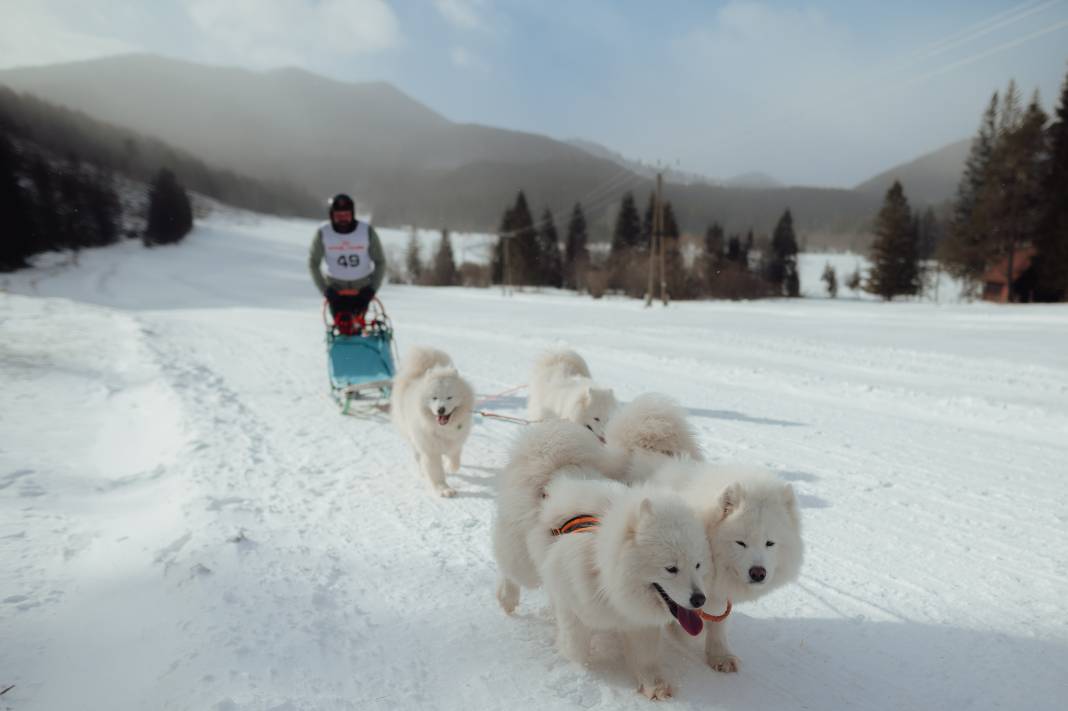 Slovakya'da 2. Uluslararası Köpek Kızağı Yarışması Başladı 18