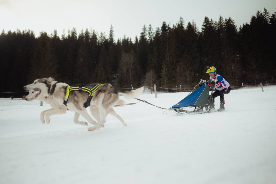 Slovakya'da 2. Uluslararası Köpek Kızağı Yarışması Başladı 16