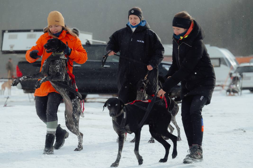 Slovakya'da 2. Uluslararası Köpek Kızağı Yarışması Başladı 14