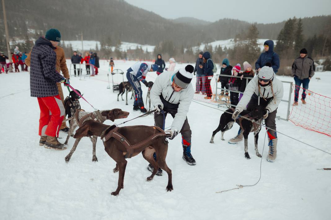 Slovakya'da 2. Uluslararası Köpek Kızağı Yarışması Başladı 13