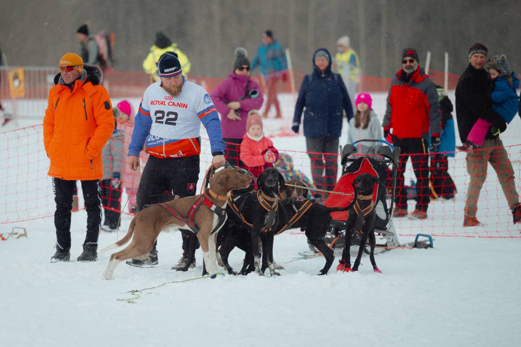 Slovakya'da 2. Uluslararası Köpek Kızağı Yarışması Başladı 12