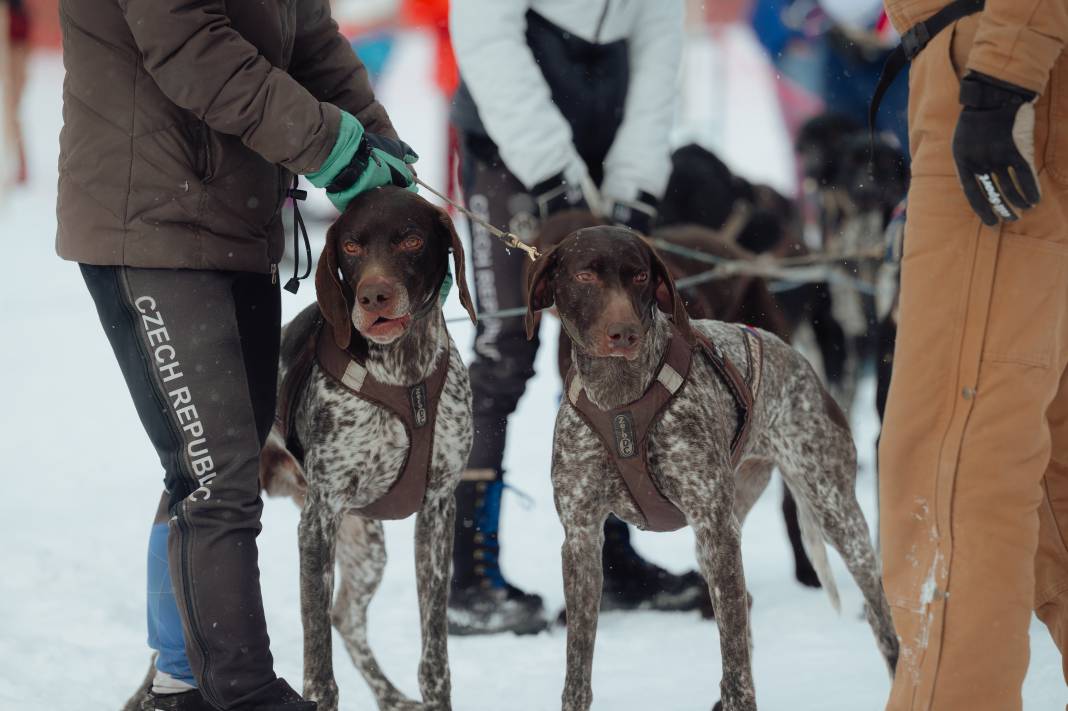 Slovakya'da 2. Uluslararası Köpek Kızağı Yarışması Başladı 11