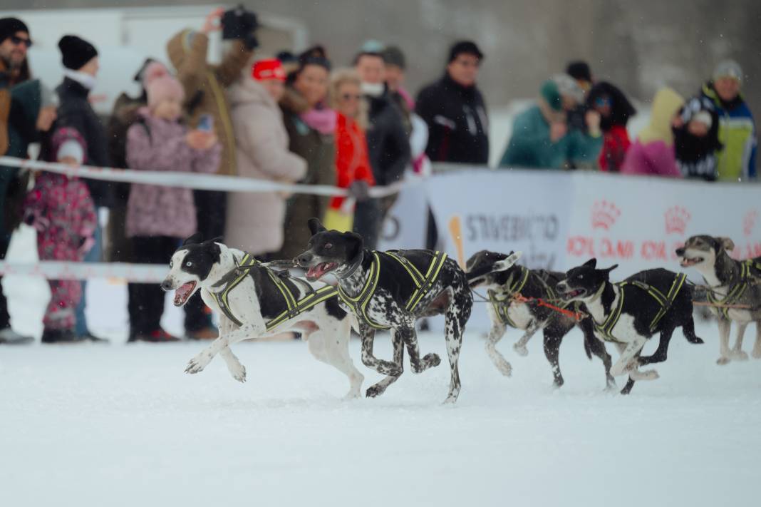 Slovakya'da 2. Uluslararası Köpek Kızağı Yarışması Başladı 9