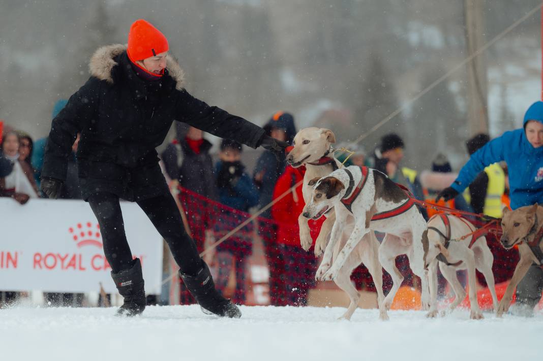 Slovakya'da 2. Uluslararası Köpek Kızağı Yarışması Başladı 8