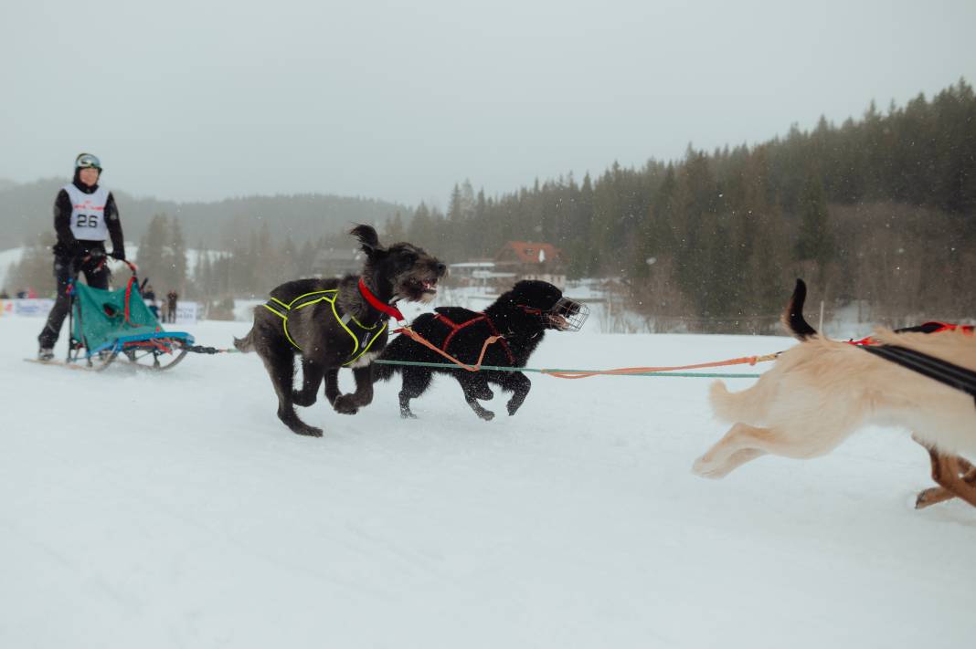 Slovakya'da 2. Uluslararası Köpek Kızağı Yarışması Başladı 4