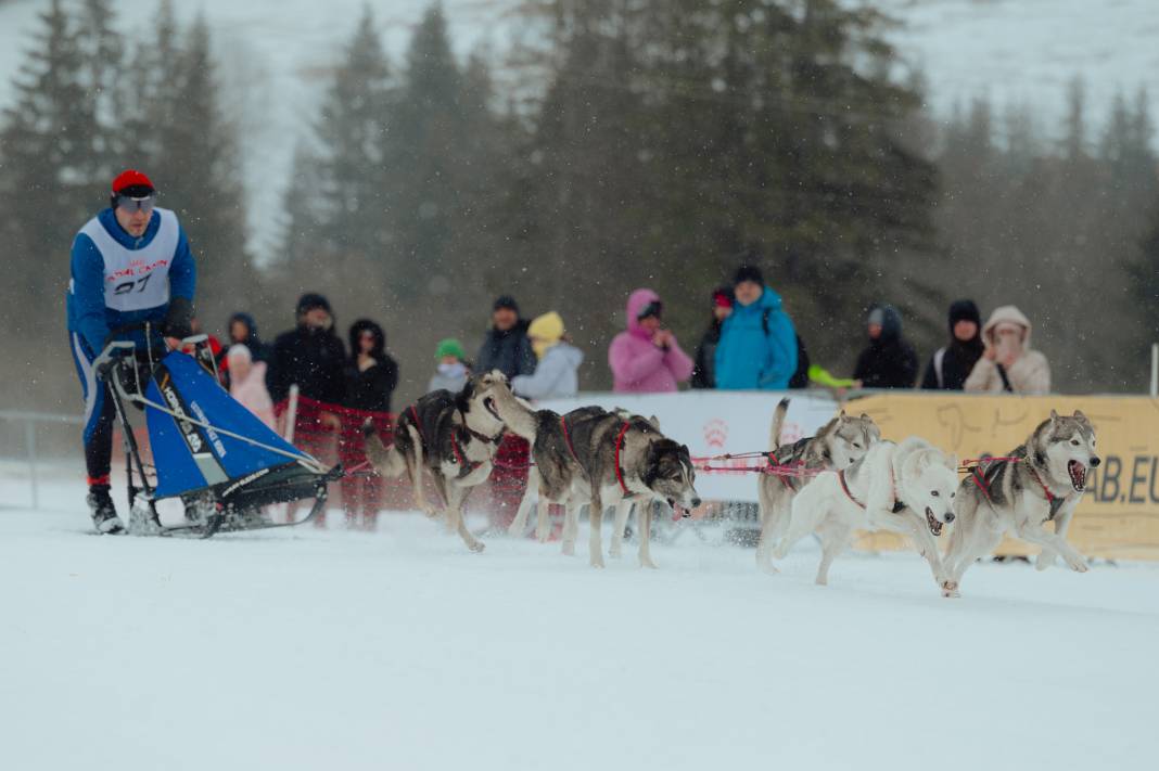 Slovakya'da 2. Uluslararası Köpek Kızağı Yarışması Başladı 5