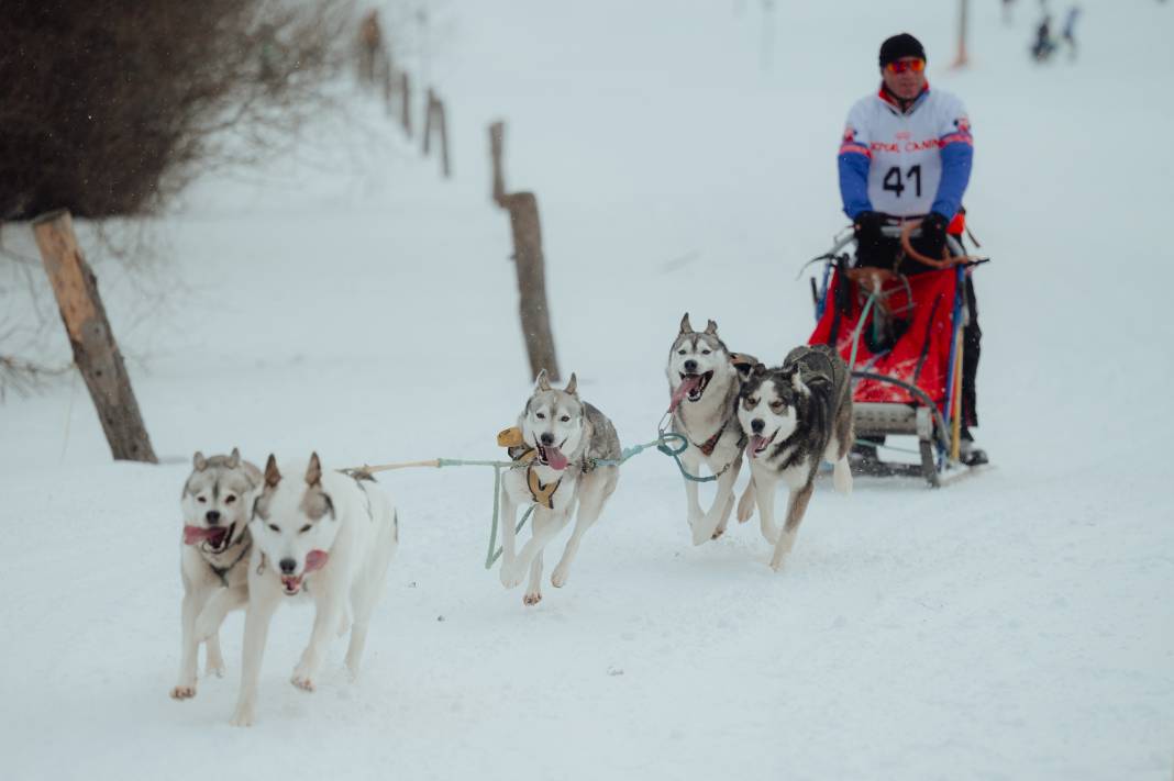 Slovakya'da 2. Uluslararası Köpek Kızağı Yarışması Başladı 1