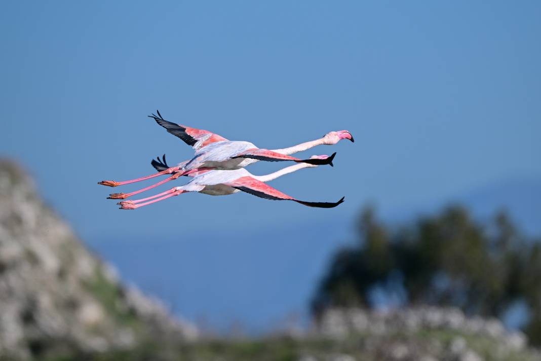 İzmir'de Kuş Cenneti 10
