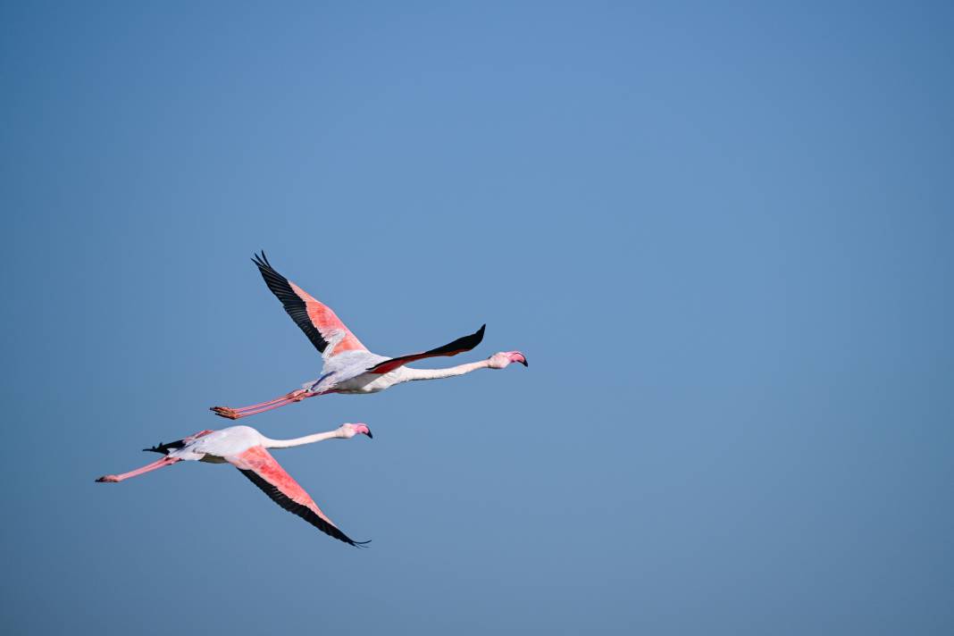 İzmir'de Kuş Cenneti 9