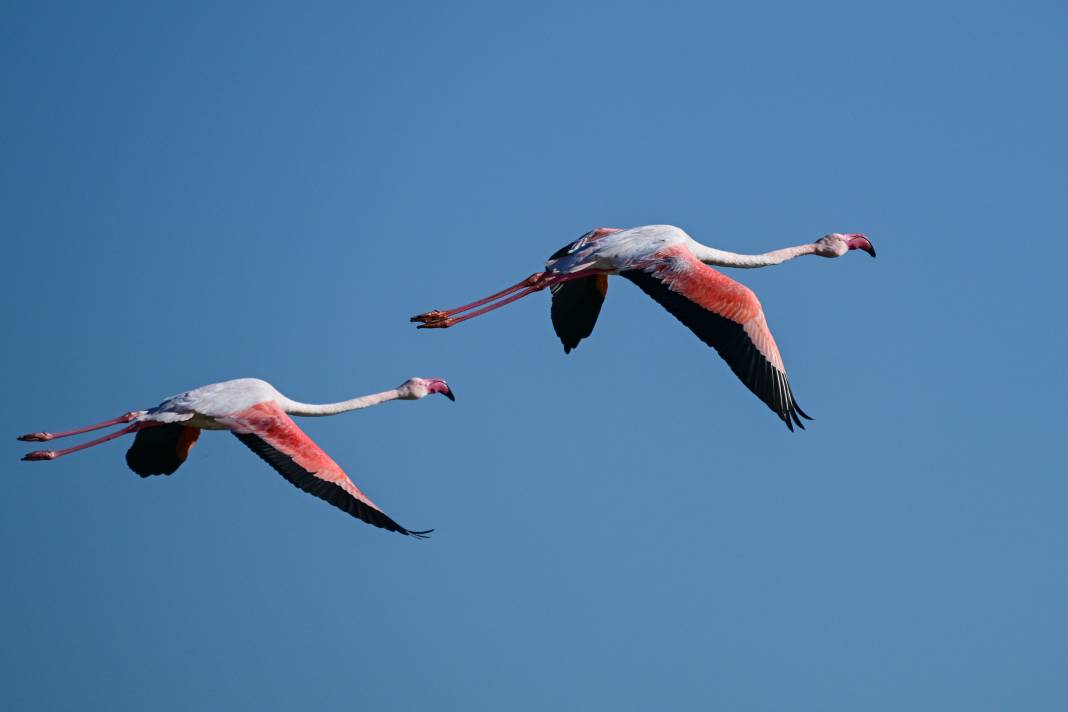 İzmir'de Kuş Cenneti 11