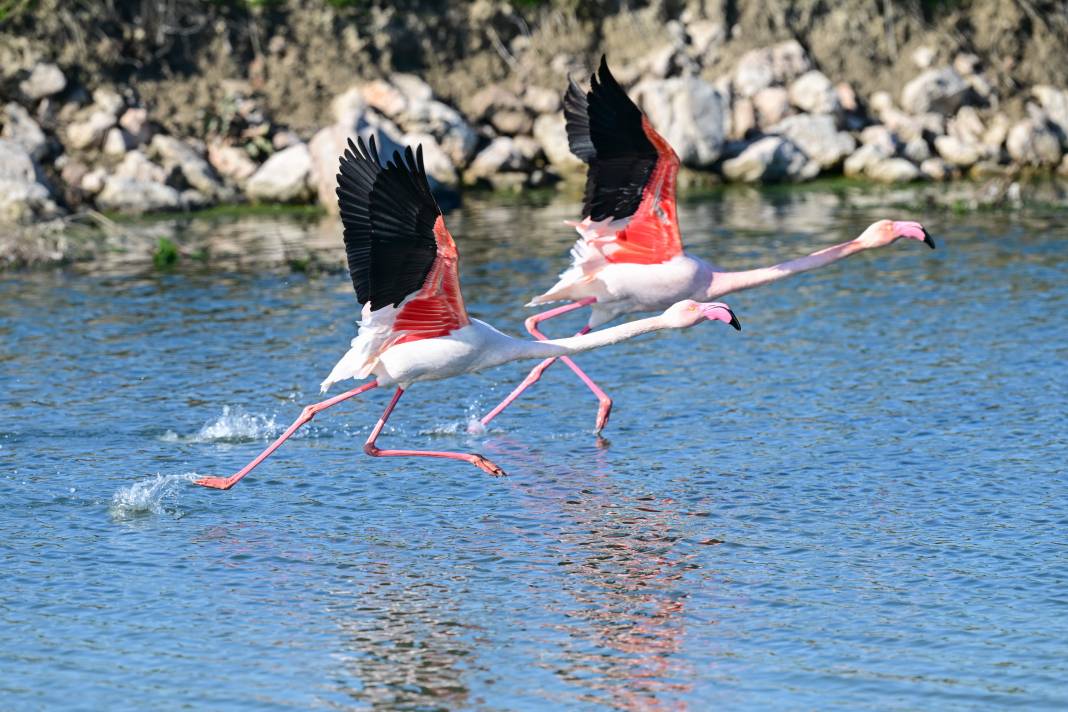 İzmir'de Kuş Cenneti 8