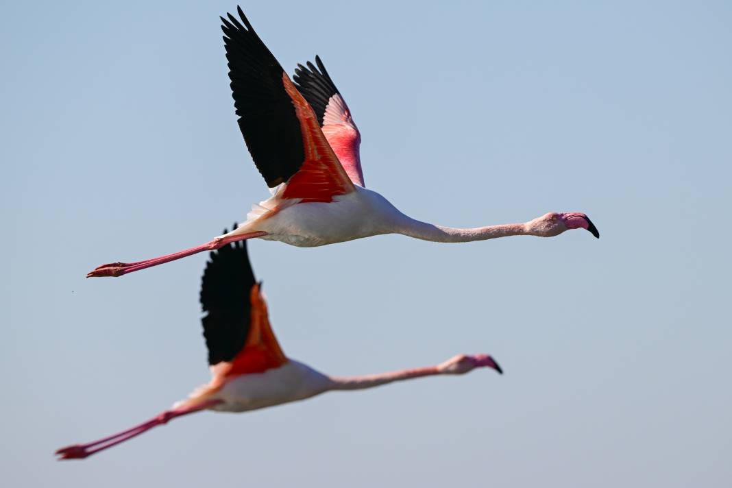 İzmir'de Kuş Cenneti 7