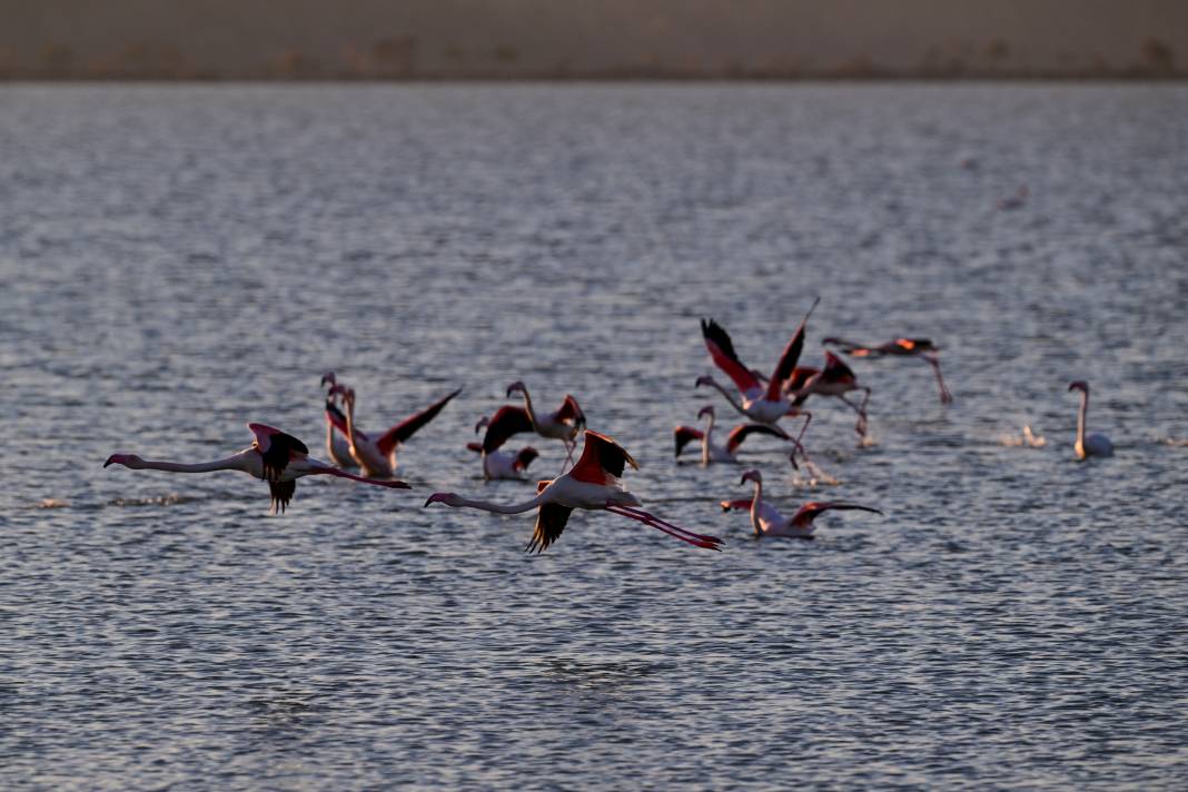 İzmir'de Kuş Cenneti 4