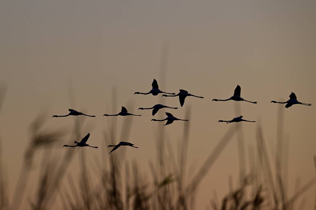 İzmir'de Kuş Cenneti 5