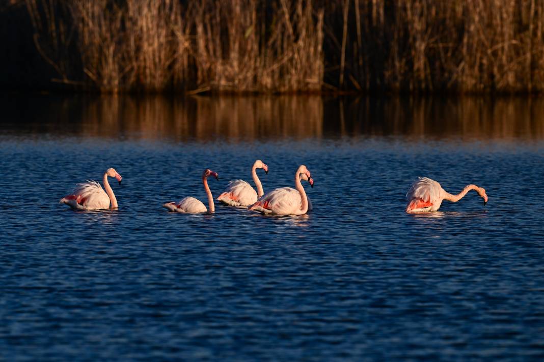 İzmir'de Kuş Cenneti 3