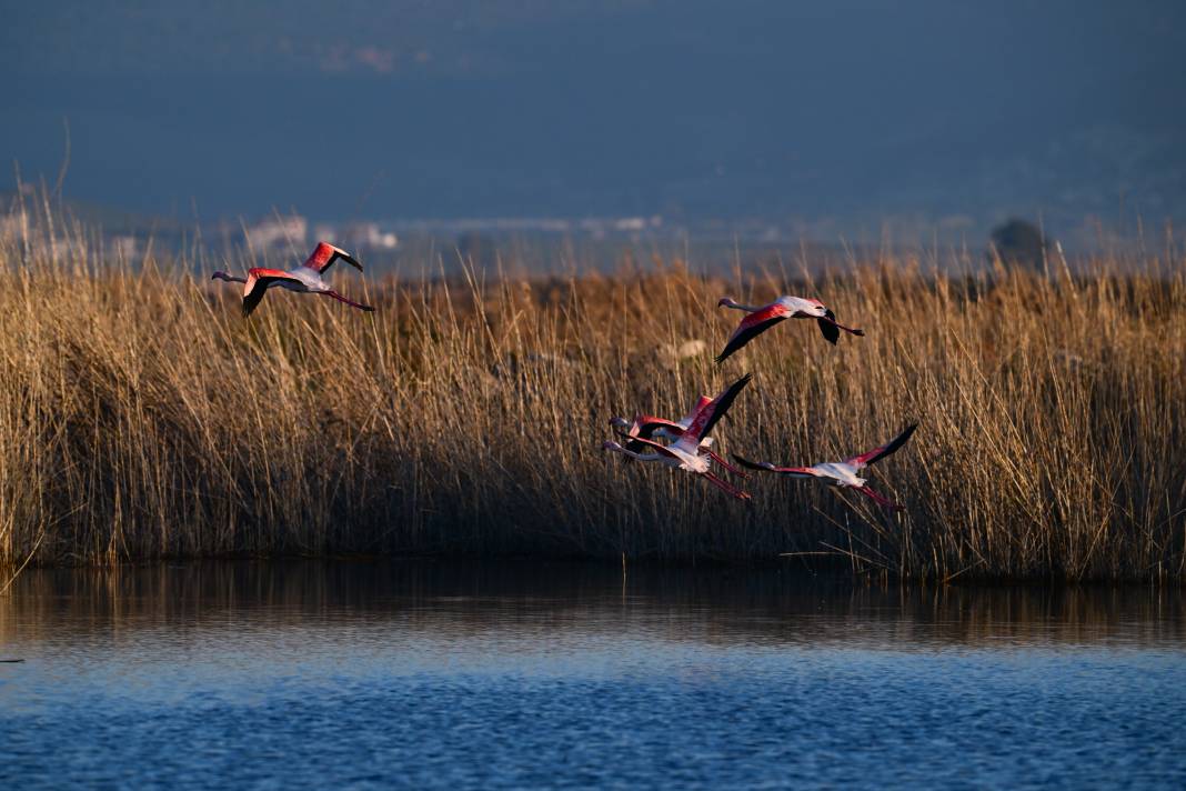 İzmir'de Kuş Cenneti 2