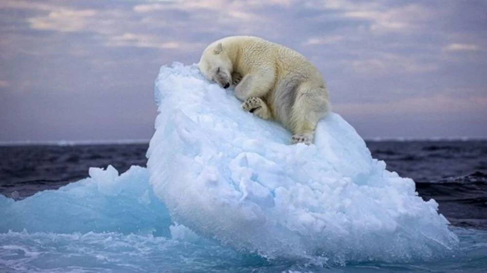 75 Bin Kişi Oyladı: Birinciliği Sonuna Kadar Hak Etti. Buz Gibi Kutuplarda İç Isıtan Yaban Hayatı Fotoğrafı 5