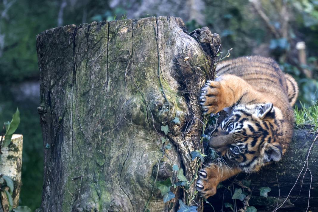 Yavru Sumatra Kaplanı İlk Kez Ziyaretçilerle Buluştu 13