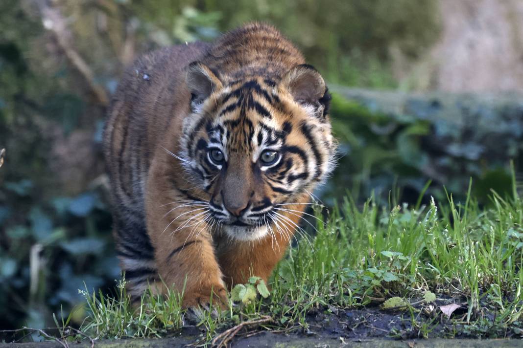 Yavru Sumatra Kaplanı İlk Kez Ziyaretçilerle Buluştu 14