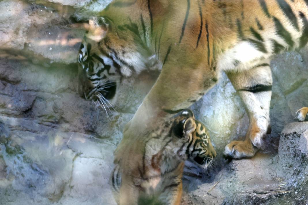 Yavru Sumatra Kaplanı İlk Kez Ziyaretçilerle Buluştu 11