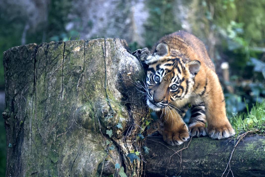 Yavru Sumatra Kaplanı İlk Kez Ziyaretçilerle Buluştu 10