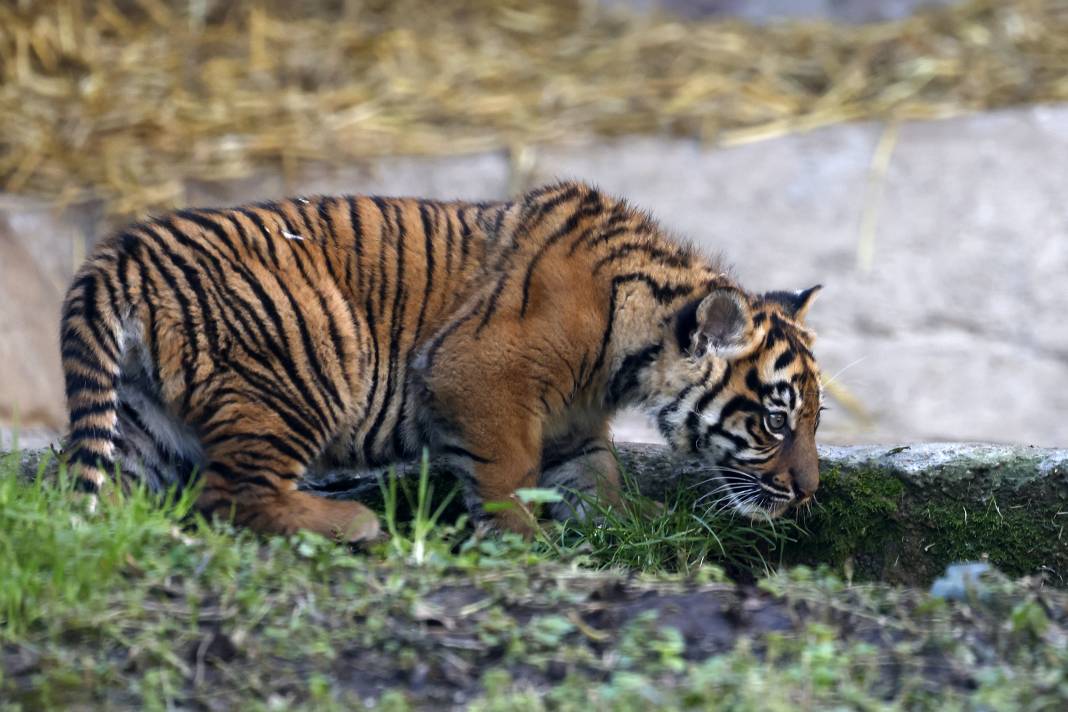 Yavru Sumatra Kaplanı İlk Kez Ziyaretçilerle Buluştu 9