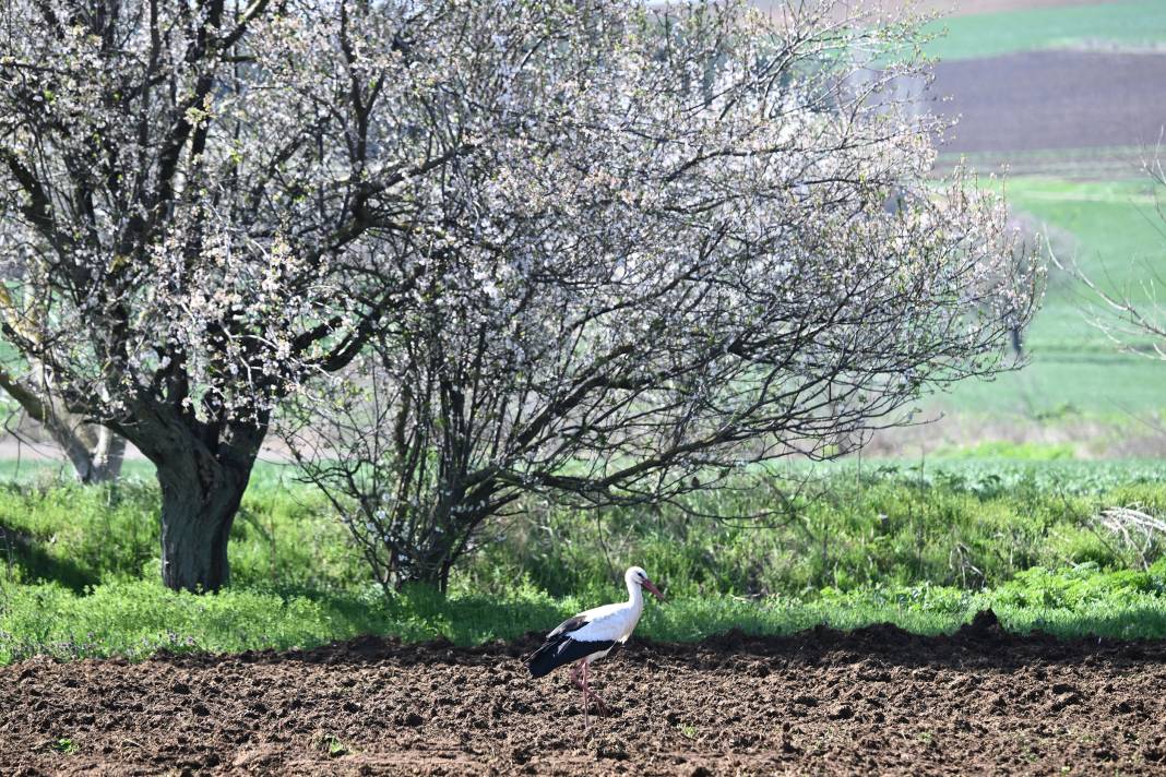 Baharın Müjdecileri Yuvalarına Kavuştu 31