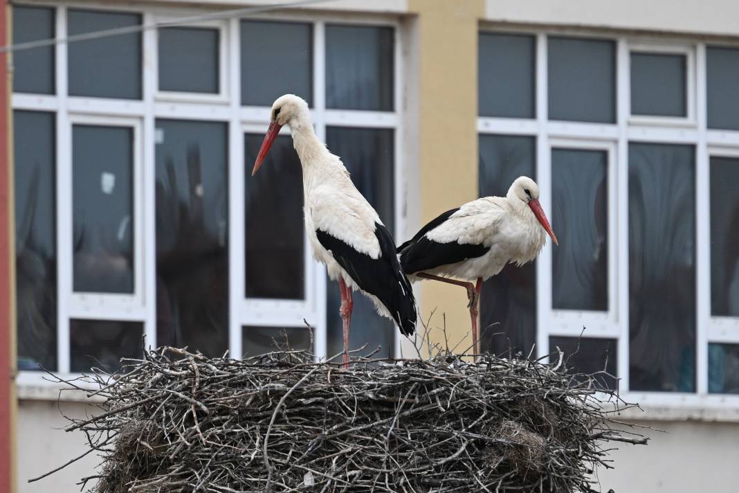 Baharın Müjdecileri Yuvalarına Kavuştu 12