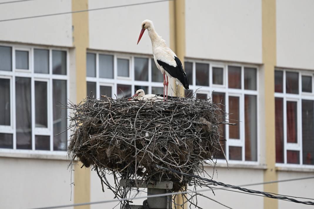 Baharın Müjdecileri Yuvalarına Kavuştu 1