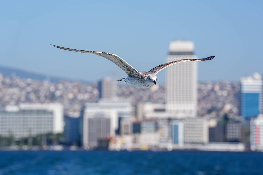 İzmir'in Gürültücü Deniz Kuşu Martılar 2