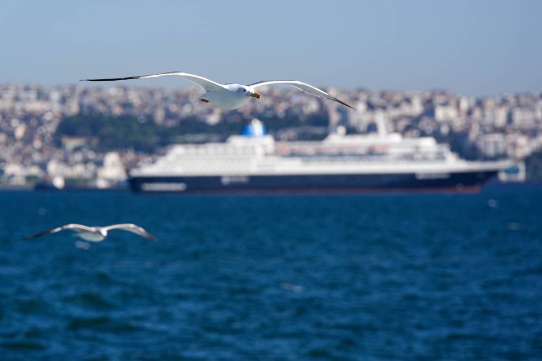 İzmir'in Gürültücü Deniz Kuşu Martılar 7