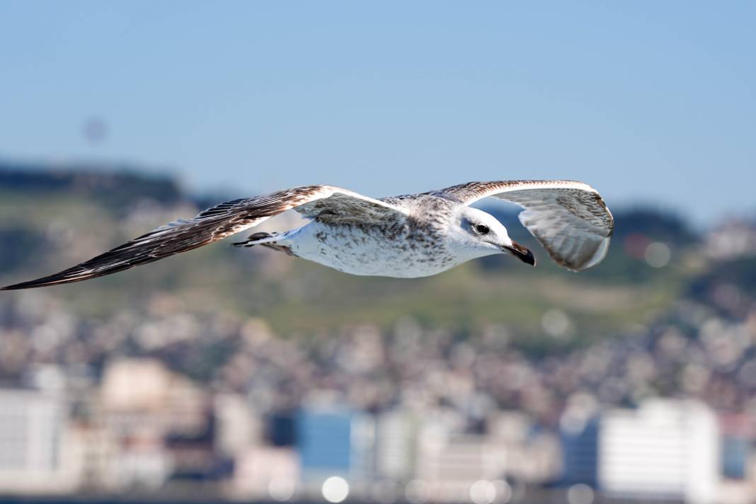 İzmir'in Gürültücü Deniz Kuşu Martılar 3